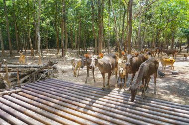 Geyik dışlama ızgaraları yol geçerken geyik ve sığır tutmak için