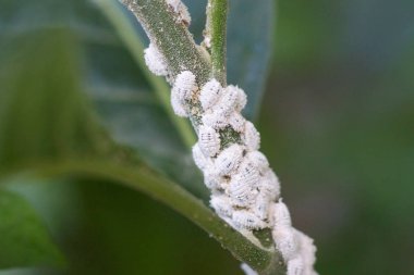 Dut ağacında Pest-Planococcus citri