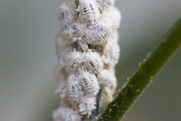 Dut Ağacında Pest Planococcus Citri — Stok fotoğraf