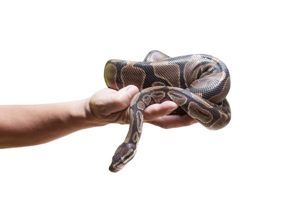 Hand Holding Python Isolated White Background — Stock Photo, Image