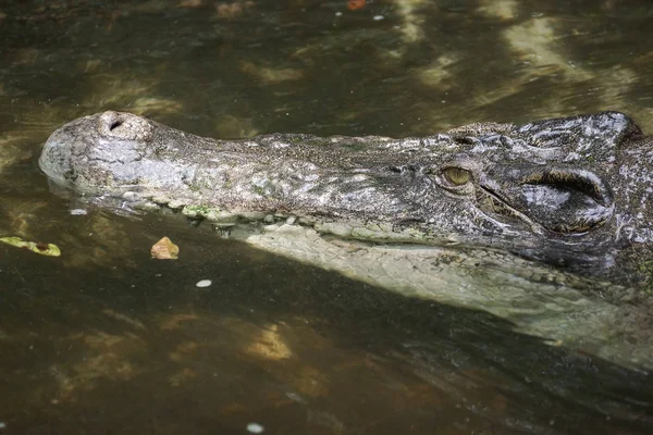 Gros Plan Crocodile Siamois Crocodylus Siamensis — Photo