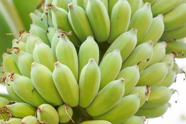 Muz ağacında çiğ muz.