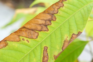 Yaprak küfü hastalığına yakalanmış bir yaprağın yakından çekimi (Phytophthora istilası)
