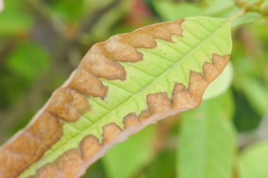 Yaprak küfü hastalığına yakalanmış bir yaprağın yakından çekimi (Phytophthora istilası)