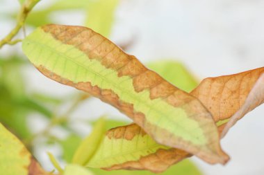 Yaprak küfü hastalığına yakalanmış bir yaprağın yakından çekimi (Phytophthora istilası)