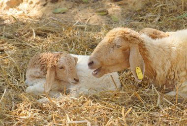 Bir anne koyun ve bir kuzu