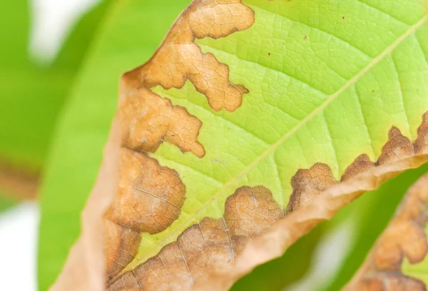 Closeup Shot Leaf Leaf Blight Disease Phytophthora Infestans — Stock Photo, Image