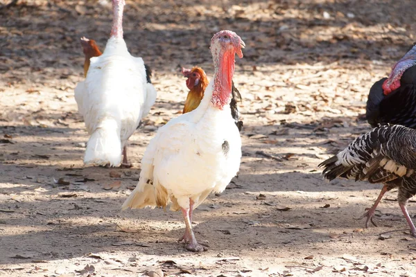 Suda Yürüyen Beyaz Bir Hindi — Stok fotoğraf