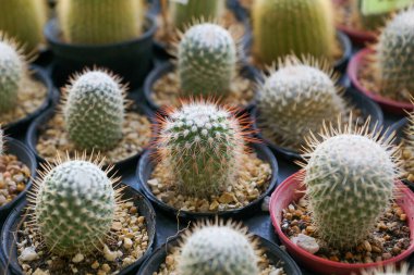 Tenceredeki farklı kaktüsler.