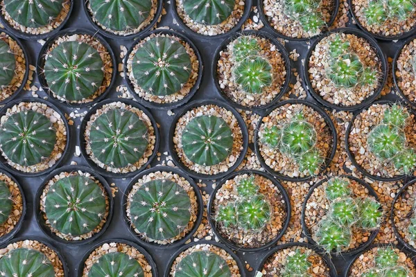 Kaktuszcserepek Felülnézete — Stock Fotó