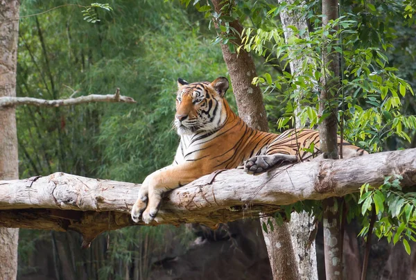 Bengalisk Tiger Avkopplande Ett Träd — Stockfoto