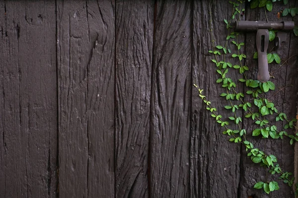 Hout Plank Muur Textuur Met Groene Kruipplant Een Sluis — Stockfoto