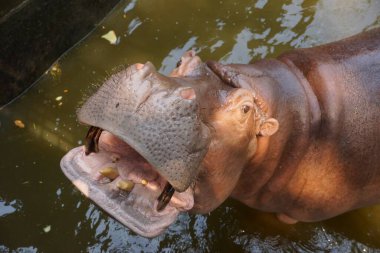 Su aygırının yakın çekimi ağzını açar.