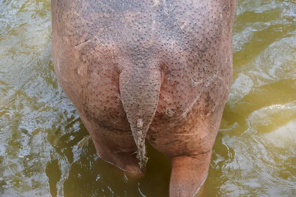 Gros Plan Queue Hippopotame — Photo