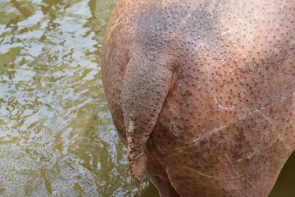 Closeup Shot Hippopotamus Tail — Stock Photo, Image