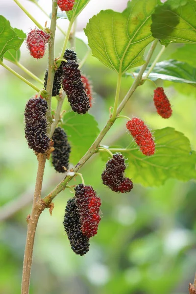 Frutas Morera Una Rama — Foto de Stock