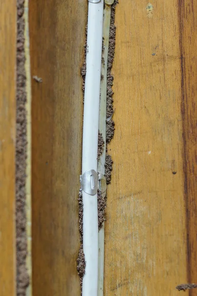Termites building a mud tube on wooden wall of a room / Termite problem in house concept