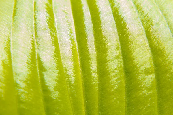 Textura Listrada Verde Clara Folha Close Brilhante Macro — Fotografia de Stock