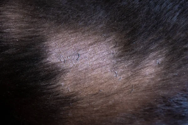 Dog hair loss Labrador retriever allergy. Bald spot. Apolecia. Health problem