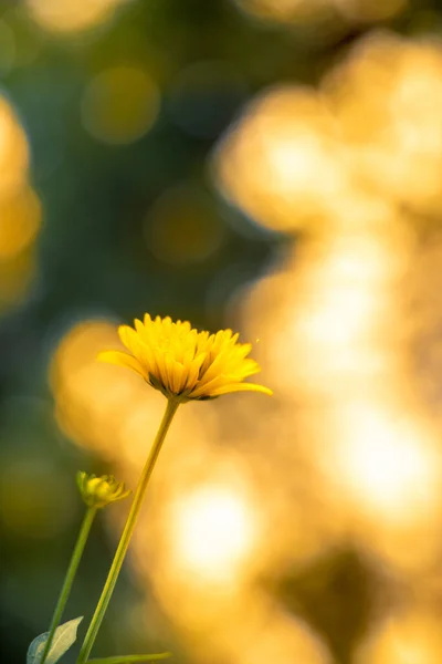 Eine Gelbe Blume Auf Verschwommenem Bokeh Hintergrund Sonnenlicht Kopierraum Postkarte — Stockfoto