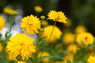 Bulanık bokeh arkaplanda birçok sarı çiçek.