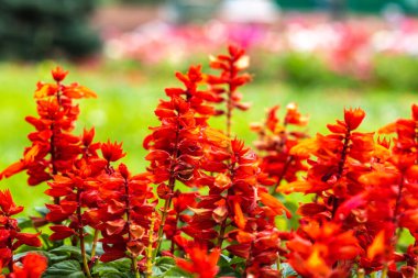 Bulanık yeşil arka planda birçok kırmızı çiçek.