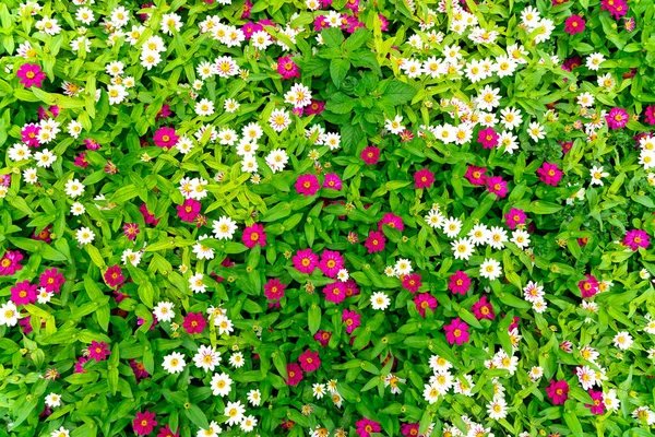 Патент свежих цветков. Садовая стена. — стоковое фото