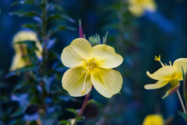 Bir gece sarı çiçek makrosu. Dört yaprak. — Stok fotoğraf