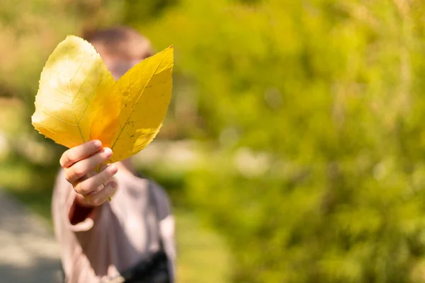 Kid holding autumns yellow leaves in hand. Close his face. Copy space.