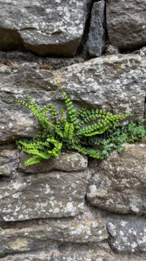 Eski bir taş duvarın çatlaklarından yeşil bitki filizleniyor. Doğadaki yaşam, güç ve dayanıklılık sembolü zor koşulların üstesinden gelir..