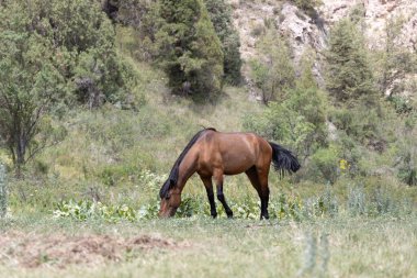 Okul kitapları ve öğrenme materyalleri için uygun çimenlerde otlayan kahverengi atın eğitici görüntüsü.