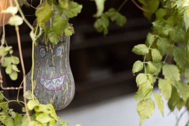 Bahçedeki cadılar bayramı için komik yeşil balkabağı. Boya suratlı balkabağı yetiştiriyorum. Cadılar Bayramı konsepti