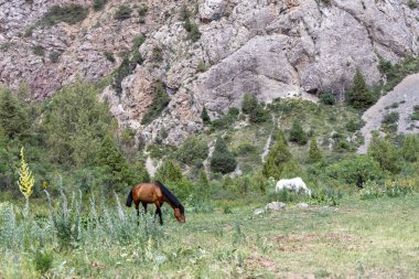 Dağlardaki yeşil çayırlarda otlayan beyaz ve kahverengi atlar ve arka planda manzaralı manzaralar. Doğa ve vahşi yaşam sahnesi