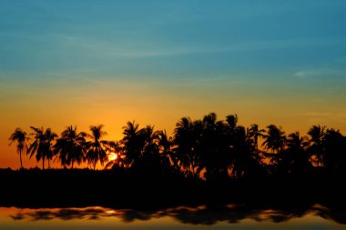 Sunset Hindistan Cevizi Ağacı Siluetler