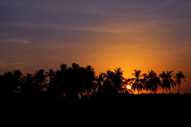 Sunset Hindistan Cevizi Ağacı Siluetler