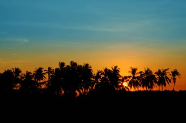 Sunset Hindistan Cevizi Ağacı Siluetler