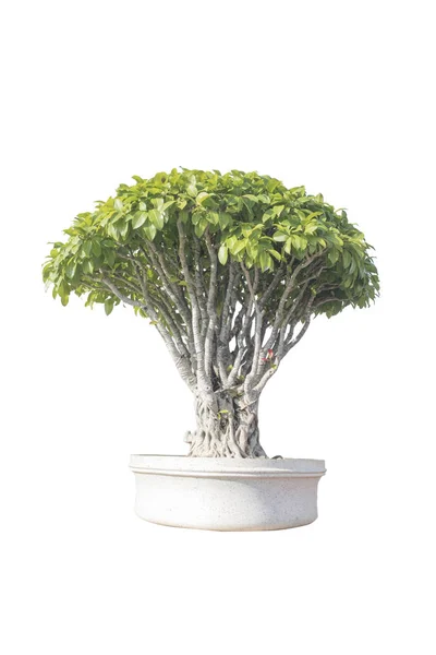 Tencerede bonsai ağacı — Stok fotoğraf