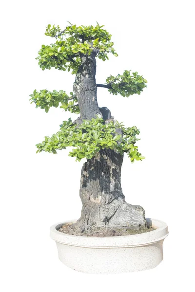 세라믹 냄비에 bonsai 나무. — 스톡 사진