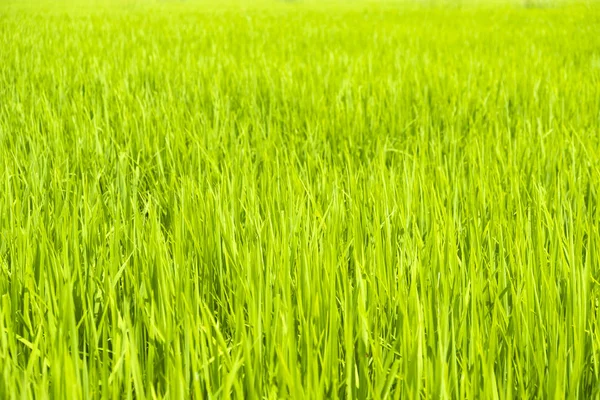 Lindas hojas de arroz verde — Foto de Stock