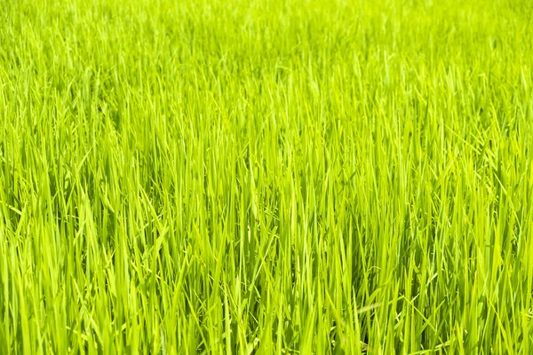 Lindas hojas de arroz verde — Foto de Stock