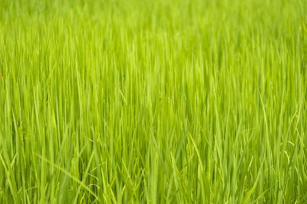 Lindas hojas de arroz verde — Foto de Stock