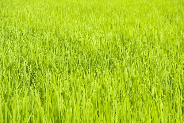 Schöne grüne Reisblätter — Stockfoto