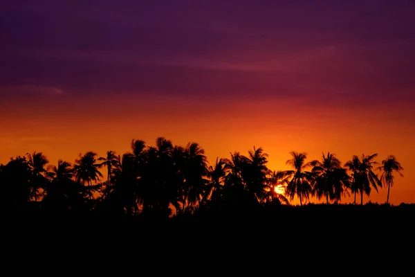 Zonsondergang kokosnoot boom silhouetten — Stockfoto