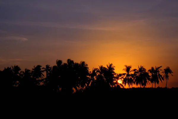 Sunset Hindistan Cevizi Ağacı Siluetler — Stok fotoğraf