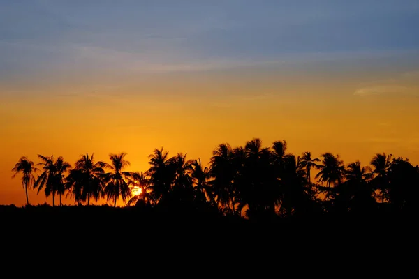 Sunset Hindistan Cevizi Ağacı Siluetler — Stok fotoğraf