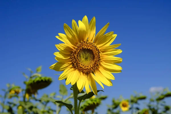 Campo de girasoles, paisaje de verano —  Fotos de Stock