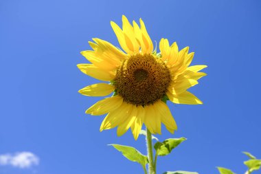 Ayçiçekleri alanı, yaz manzara