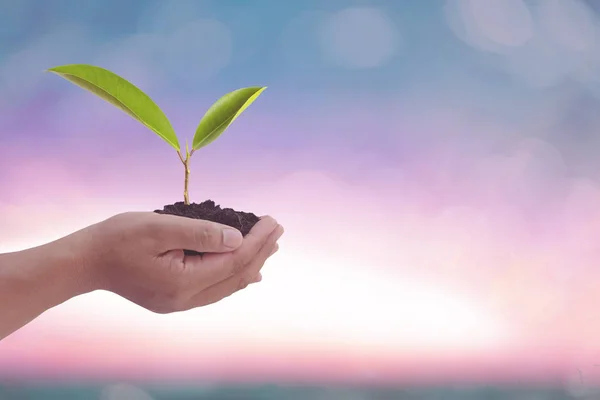 Mão humana segurando planta árvore de crescimento perfeito . — Fotografia de Stock