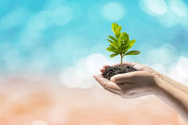 Mão humana segurando planta árvore de crescimento perfeito . — Fotografia de Stock