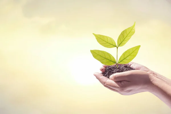 Mão humana segurando planta árvore de crescimento perfeito . — Fotografia de Stock